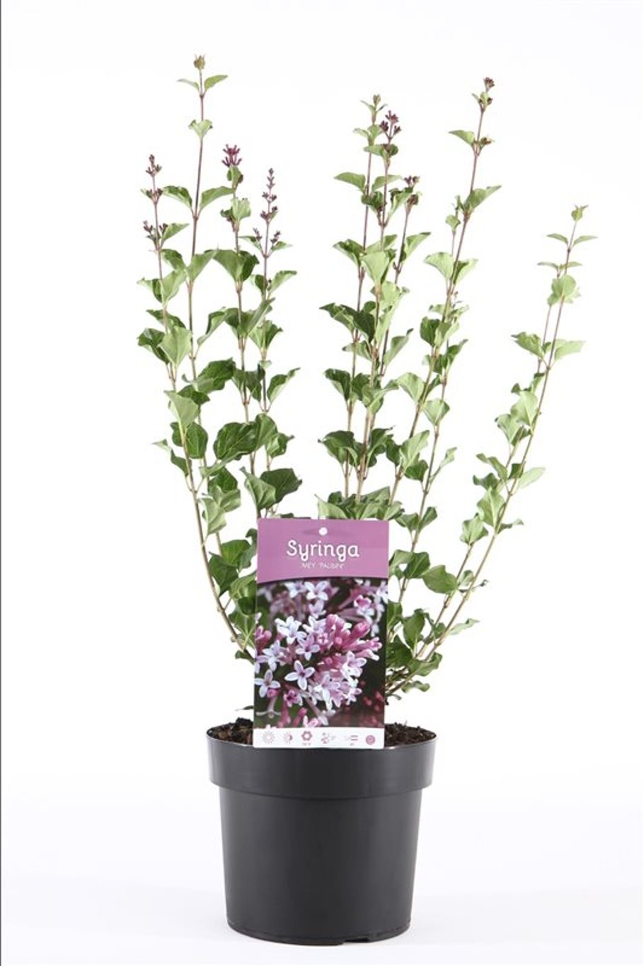 Syringa meyeri 'Palibin' - C3